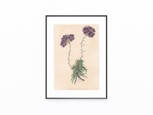 Calandrinia umbellata 1850 | kolorierter Originaldruck