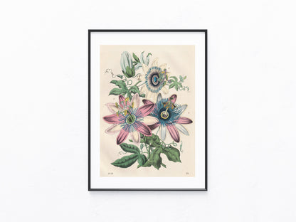 Original Passionsblume Blumen Lithografie 1858