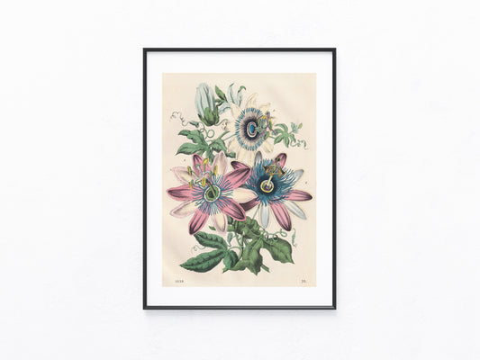 Original Passionsblume Blumen Lithografie 1858