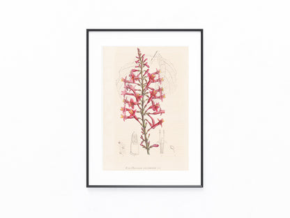 Exanthemum coccineum 1850 | kolorierter Originaldruck