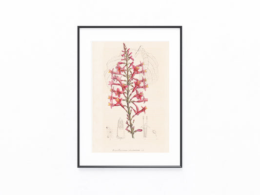 Exanthemum coccineum 1850 | kolorierter Originaldruck