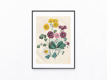 Original Frühlingsblumen Blumen Lithografie 1858