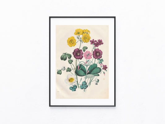 Original Frühlingsblumen Blumen Lithografie 1858