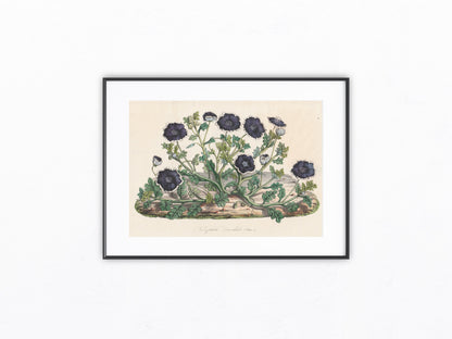 Nemophila discoidalis 1850 | kolorierter Originaldruck