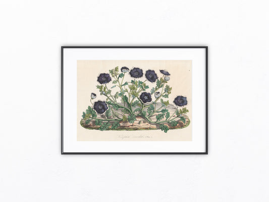 Nemophila discoidalis 1850 | kolorierter Originaldruck