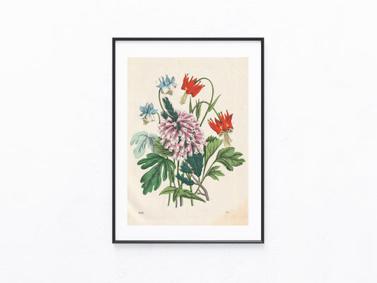 Original Wildblumen Blumen-Lithografie 1858