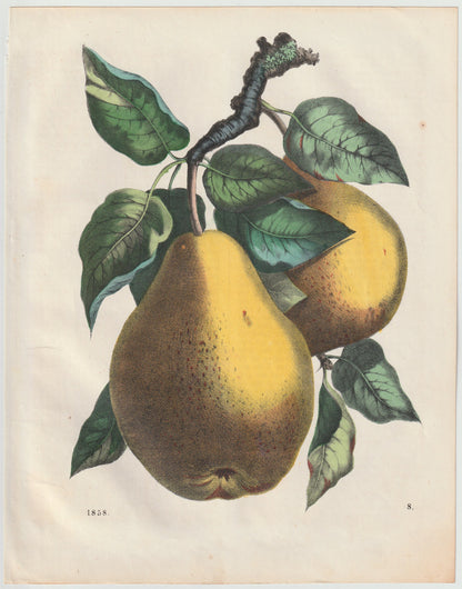 Original Birnen Obst-Lithografie 1858