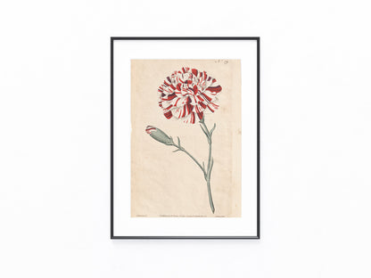 Gartennelke Kupferstich 1790 | kolorierter Originaldruck