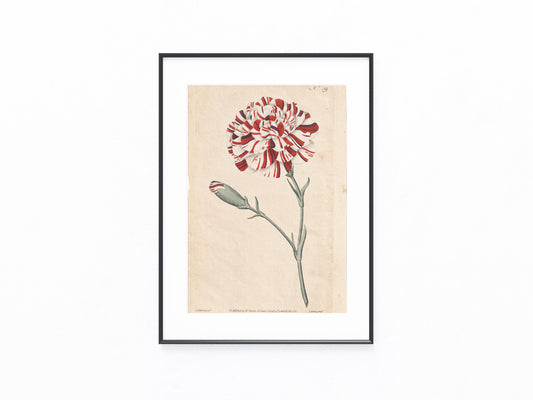 Gartennelke Kupferstich 1790 | kolorierter Originaldruck