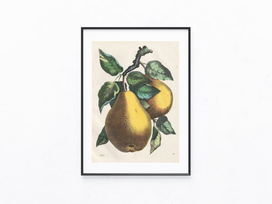 Original Birnen Obst-Lithografie 1858