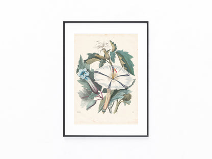 Datura stramonium 1853 | kolorierter Originaldruck