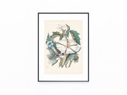 Datura stramonium 1853 | kolorierter Originaldruck