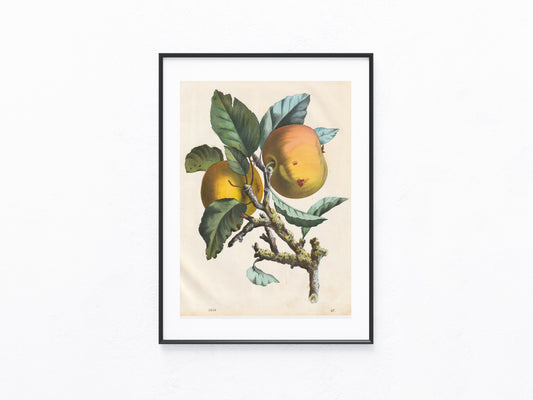 Original Apfel Obst-Lithografie 1858