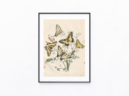 Original Schwalbenschwanz Schmetterling 1858
