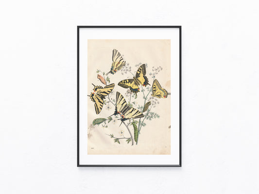 Original Schwalbenschwanz Schmetterling 1858