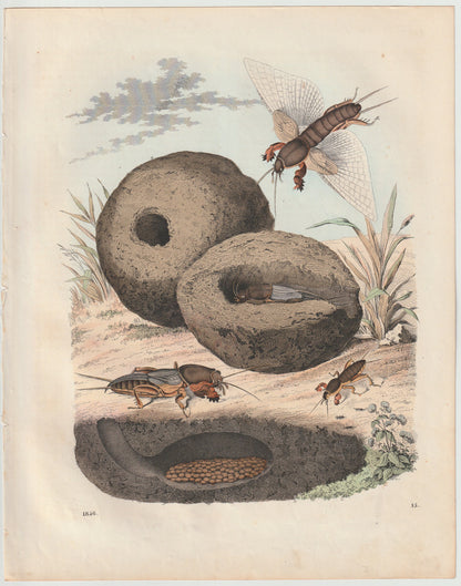 Original Maulwurfsgrille 1856 Insekten Lithografie