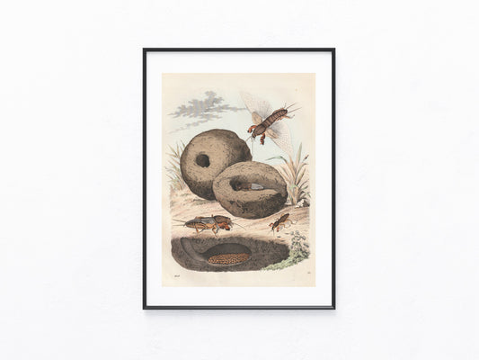 Original Maulwurfsgrille 1856 Insekten Lithografie