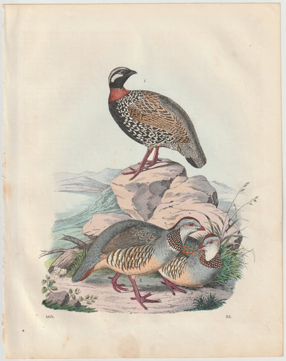 Original Rebhuhn Tafel 1856 Vogel Lithografie