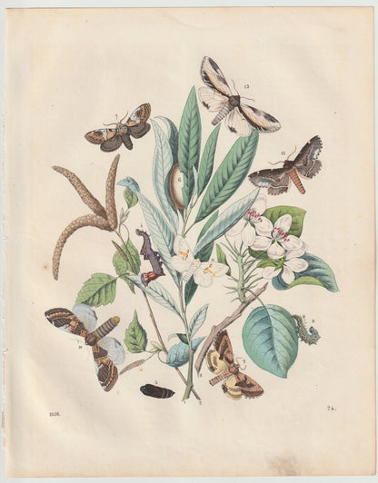 Original Schmetterlings Lithografie 1856