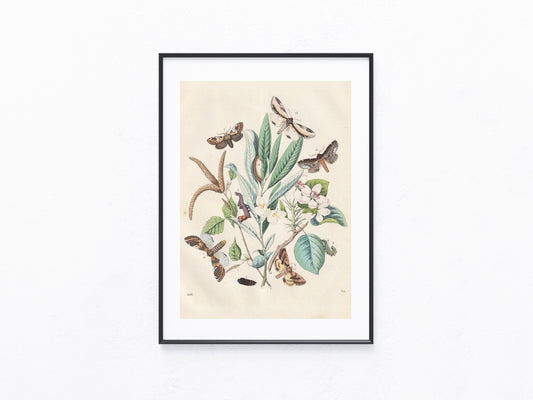 Original Schmetterlings Lithografie 1856