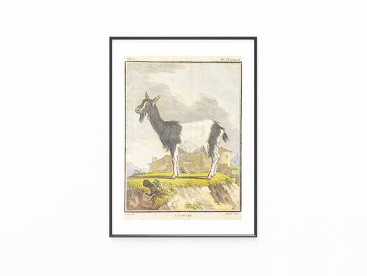 1780 Original Kupferstich Ziege La Chèvre | Antike Tierdarstellung Frankreich
