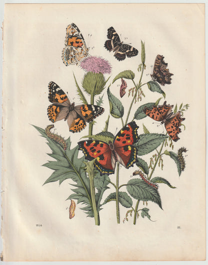 Original Schmetterlings Lithografie 1856