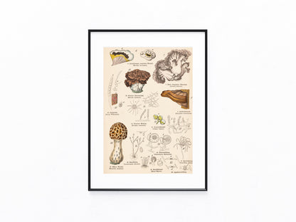 Originaltafel Morcheln, Schimmel & Bärenklaue 1895