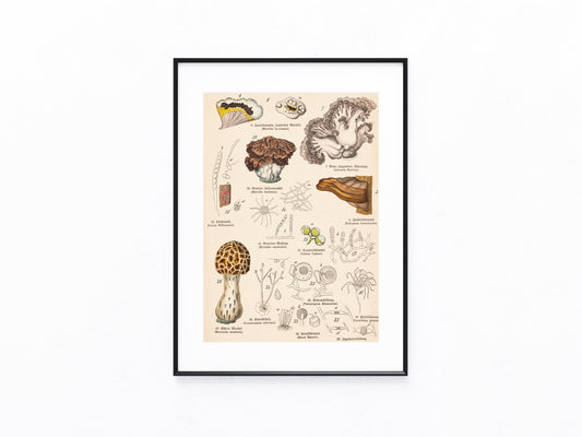 Originaltafel Morcheln, Schimmel & Bärenklaue 1895