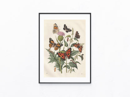 Original Schmetterlings Lithografie 1856