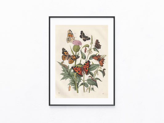 Original Schmetterlings Lithografie 1856