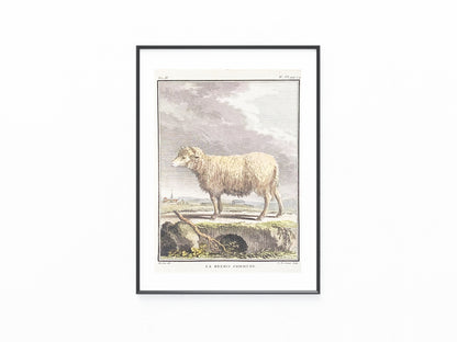 1780 Schaf La Brebis Commune Original kolorierter Kupferstich | Tierdarstellung Frankreich