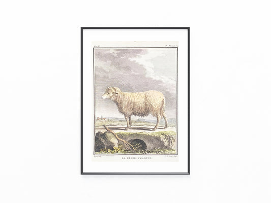 1780 Schaf La Brebis Commune Original kolorierter Kupferstich | Tierdarstellung Frankreich