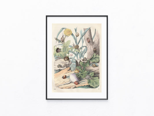 Original Schnecken Lithografie 1856