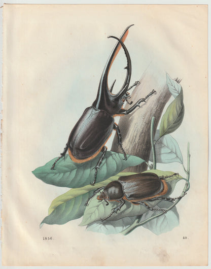 Original Hirschkäfer Käfer Lithografie 1856