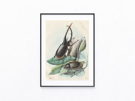 Original Hirschkäfer Käfer Lithografie 1856