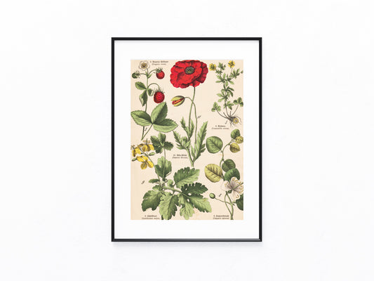Originaltafel Mohn, Erdbeere & Kapernstrauch 1895