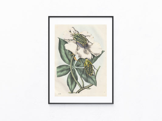 Original Rosenkäfer Käfer Lithografie 1858
