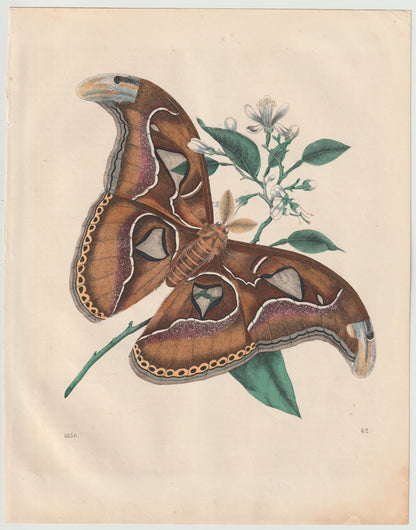 Original Atlasspinner Tafel 1858 Schmetterling