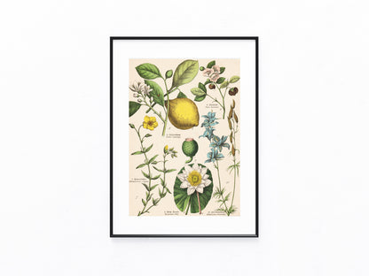 Originaltafel Zitrone, Teepflanze & Seerose 1895