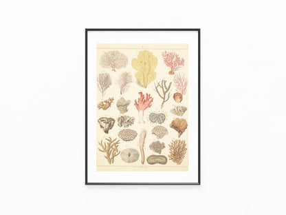 Original Korallen Tafel 1890 Meeresbiologie Lithografie | Naturkunde