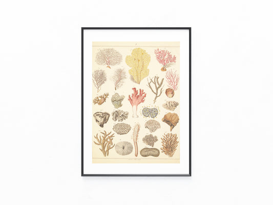 Original Korallen Tafel 1890 Meeresbiologie Lithografie | Naturkunde