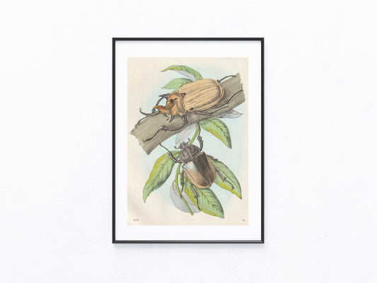 Original Hirschkäfer Käfer Lithografie 1858