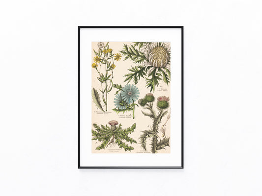 Originaltafel Wegwarte, Distel & Silberdistel Eberwurz 1895