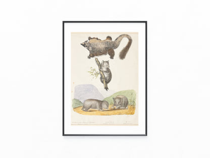 Wombat & Phalanger Illustration | Original Zoologie Tafel 1860 | Naturkunde Australien