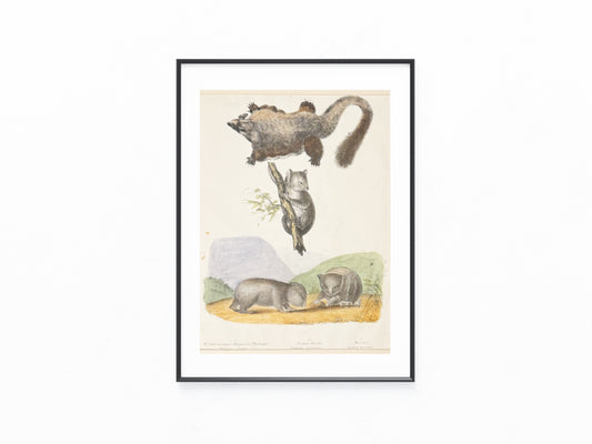 Wombat & Phalanger Illustration | Original Zoologie Tafel 1860 | Naturkunde Australien