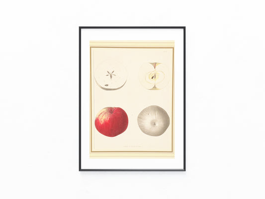 Original Apfel 1850 Obst Lithografie | Sorte Wagoner | Naturkunde Illustration Vintage