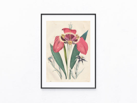 Original Blumentafel 1856 Pflanzen Lithografie