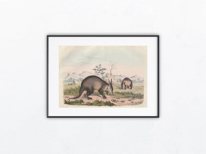 Original Erdferkel Tafel 1856 Lithografie