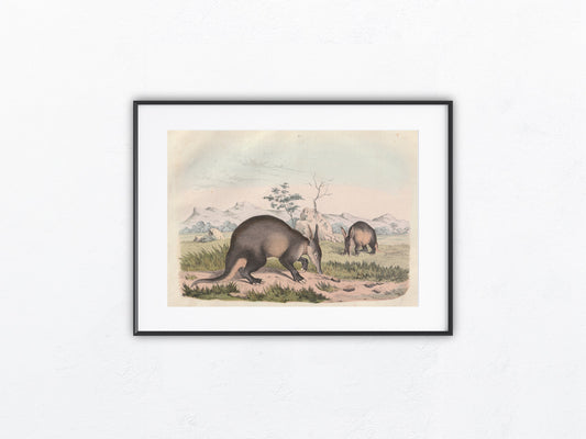 Original Erdferkel Tafel 1856 Lithografie