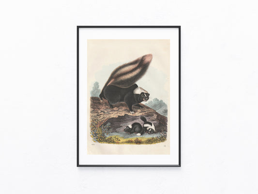 Original Stinktier Skunk Tafel 1856